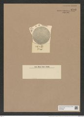 Coscinodiscus decrescens var. replotus Grun. (de-Toni-Nr.: Genus 202, Species 4989) Zeichnungen Sammlung Grunow Nr. 8703 (NHMW-BOT-W0378269)